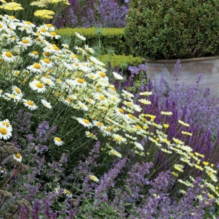 Anthemis Sauce Hollandaise - Blanc