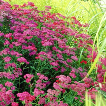 Achillea Millefolium Cerise Queen - Rouge