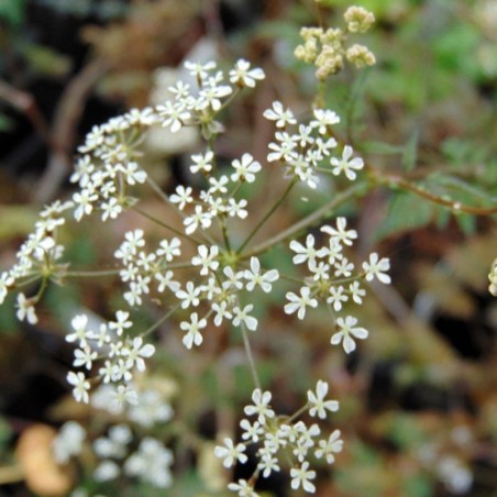 Anthriscus Sylvestris Ravenswing - Blanc