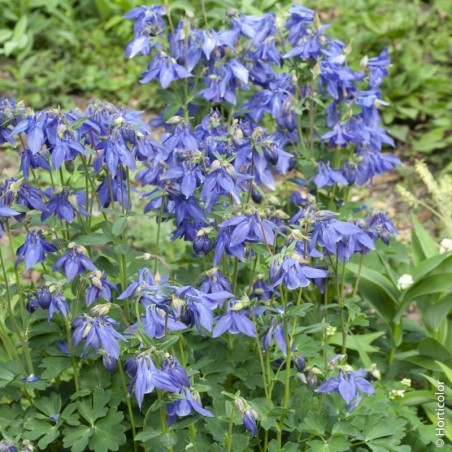 Aquilegia Alpina