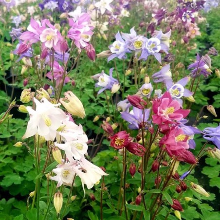Aquilegia Biedermeier Mixed - Varie