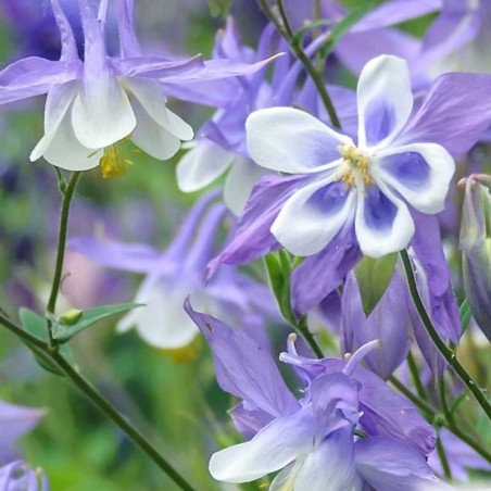 Aquilegia Caerulea Blue Star - Bleu