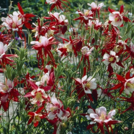 Aquilegia Caerulea Crimson Star - Rouge