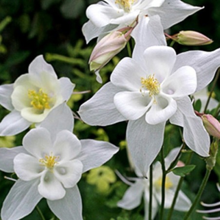 Aquilegia Caerulea White Star - Blanc