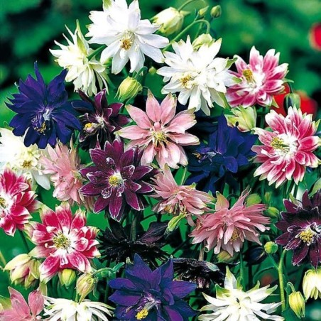 Aquilegia Vulgaris Barlow Mix - Mix