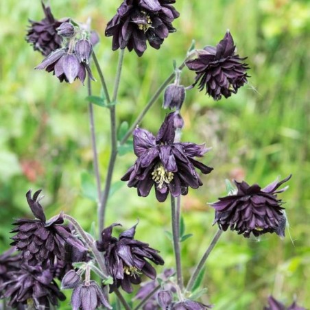 Aquilegia Vulgaris Black Barlow - Noir