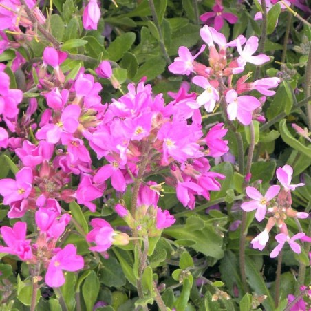 Arabis Blepharophylla Pink Charm - Rose