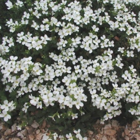 Arabis Caucasica - Blanc