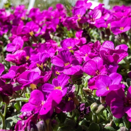 Arabis Caucasica Deep Rose - Rose