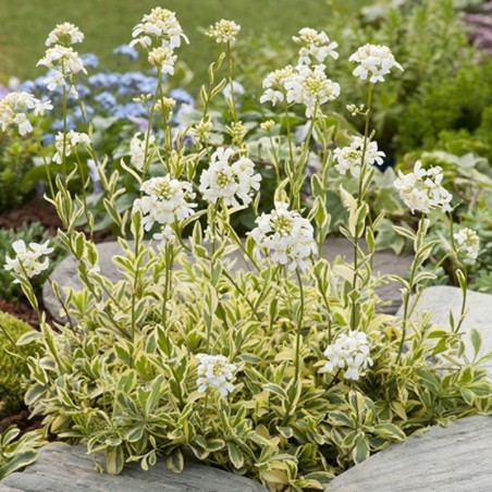 Arabis Ferdinandi-Coburgii Old Gold - Blanc
