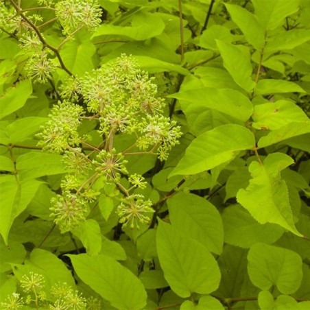 Aralia Cordata Sun King - Feuill. Jaune