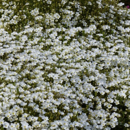 Arenaria Montana - Blanc