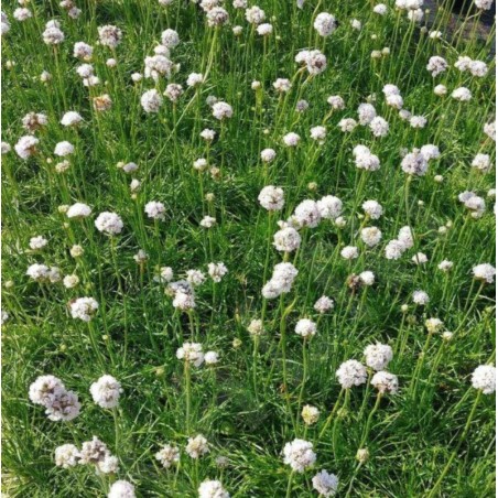 Armeria Maritima Alba - Blanc