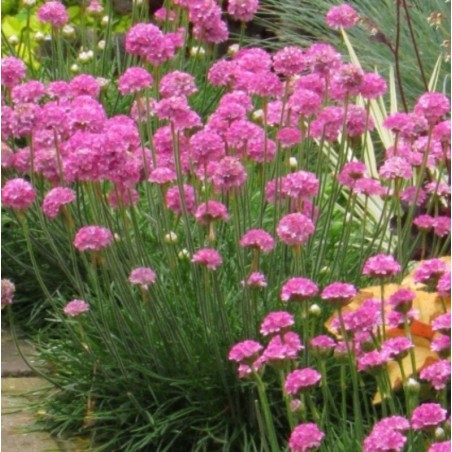 Armeria Maritima Splendens
