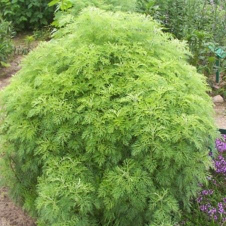 Artemisia Abrotanum Var. Maritima - Feuill. Gris