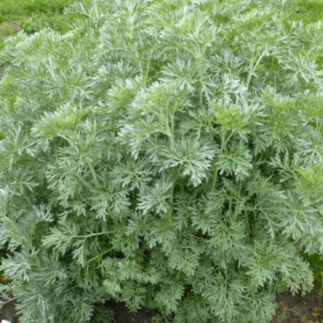 Artemisia Absinthium