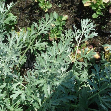 Artemisia Absinthium Lambrook Silver - Jaune