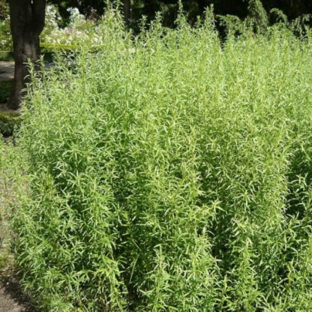 Artemisia Dracunculus - Jaune / Vert