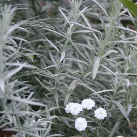 Artemisia Ludoviciana Silver Queen - Jaune