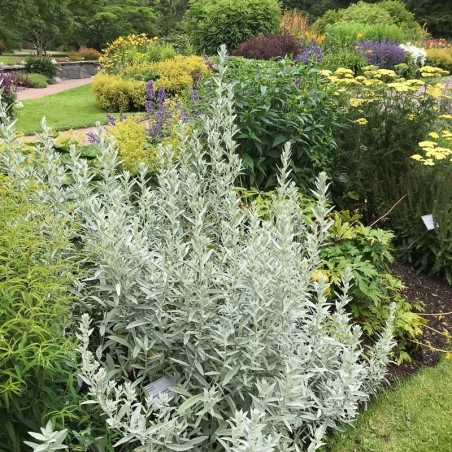 Artemisia Ludoviciana Valerie Finnis