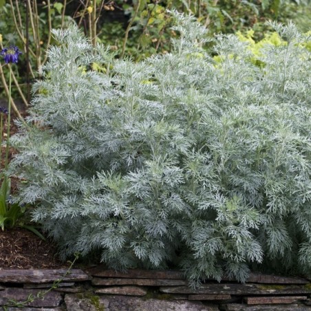 Artemisia Powis Castle -