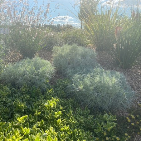 Artemisia Schmidtiana Nana -