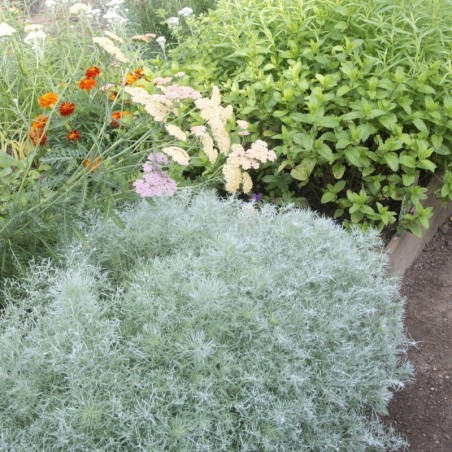 Artemisia Schmidtiana Nana -