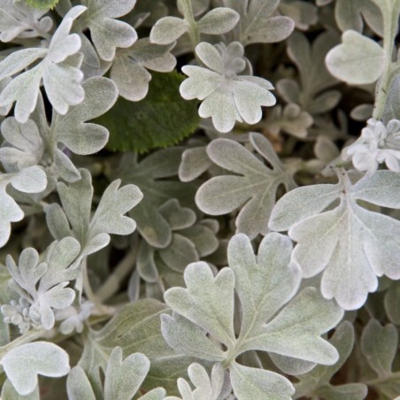 Artemisia Stelleriana Broughton Silver