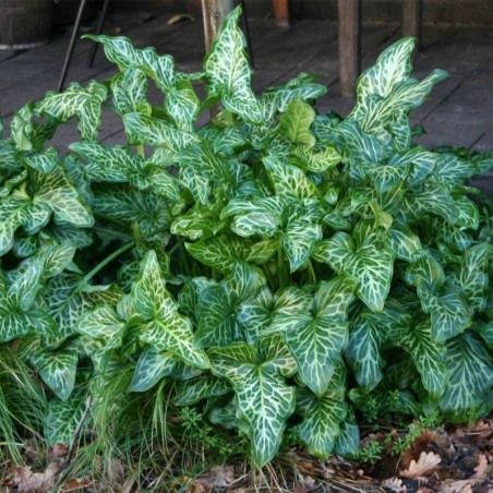 Arum Italicum - Orange