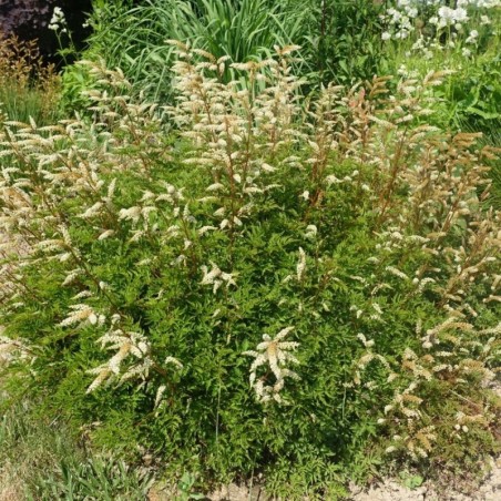 Aruncus Aethusifolius Noble Spirit