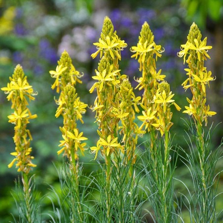 Asphodeline Lutea - Jaune