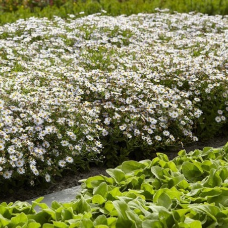 Aster Ageratoides Ashvi - Blanc