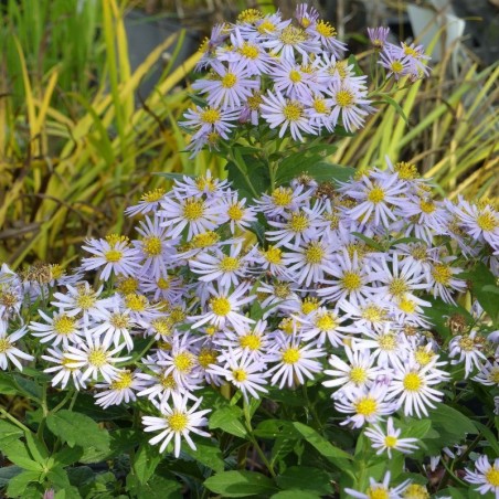Aster Ageratoides Asran - Mauve