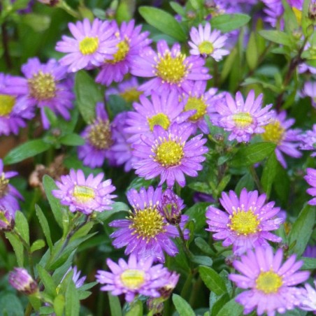 Aster Ageratoides Ezo Murasaki - Pourpre