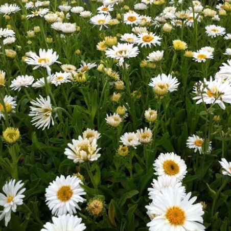 Aster Alpinus Albus - Blanc