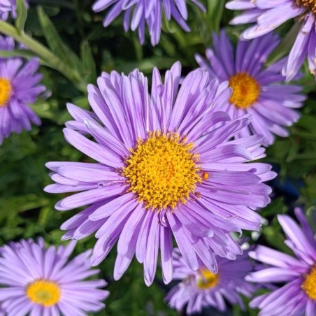 Aster Alpinus Goliath - Mauve