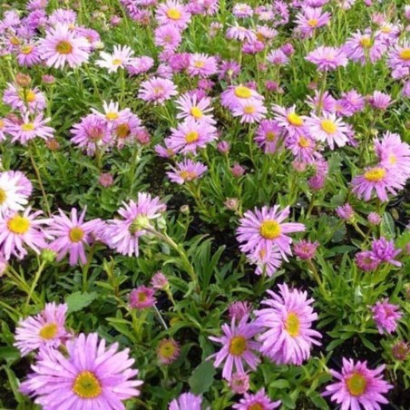 Aster Alpinus Happy End - Rose