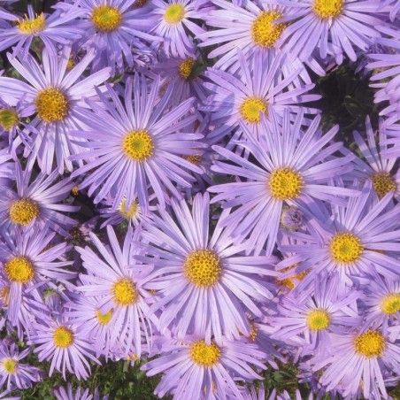 Aster Amellus King Georges - Bleu Violacé