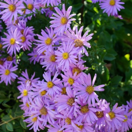 Aster Amellus Pink Zenith - Rose Foncé