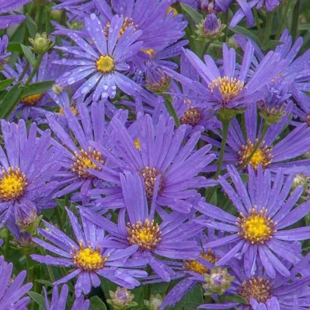 Aster Amellus Rudolf Goethe - Violet