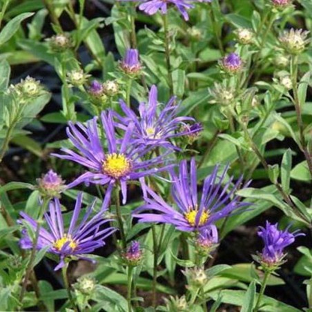Aster Amellus Veilchenkönigin - Violet