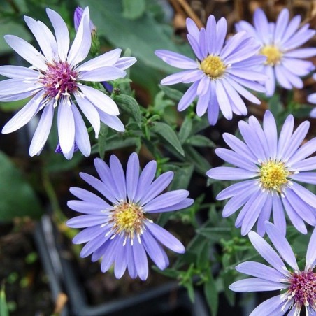 Aster Cordifolius Little Carlow - Bleu