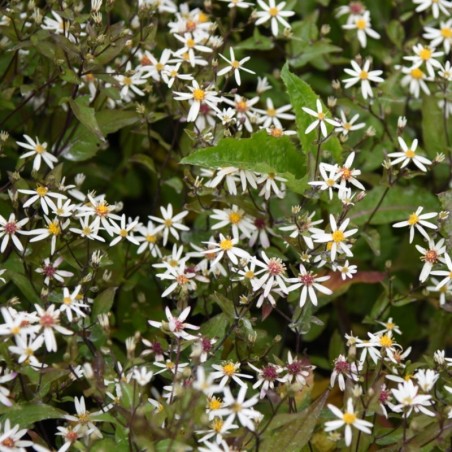 Aster Divaricatus Beth Chatto - Blanc
