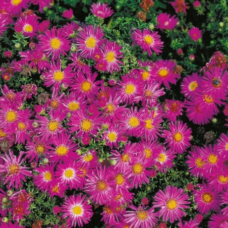 Aster Dumosus Alice Haslam - Rose