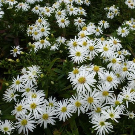Aster Dumosus Kristina - Blanc