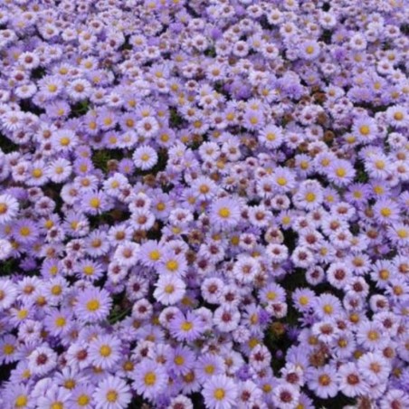 Aster Dumosus Lady In Blue - Bleu Violet