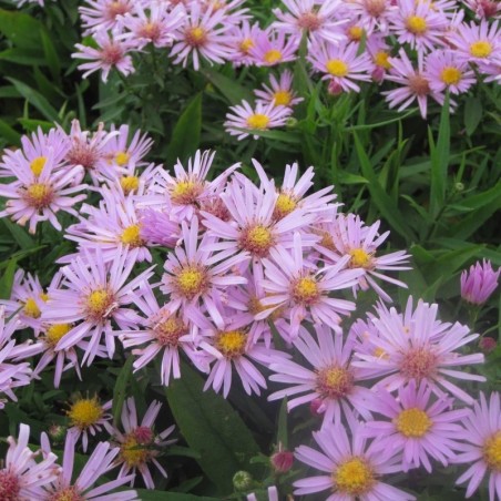 Aster Dumosus Peter Harrison - Rose