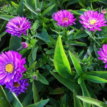 Aster Dumosus Starlight - Rose Foncé