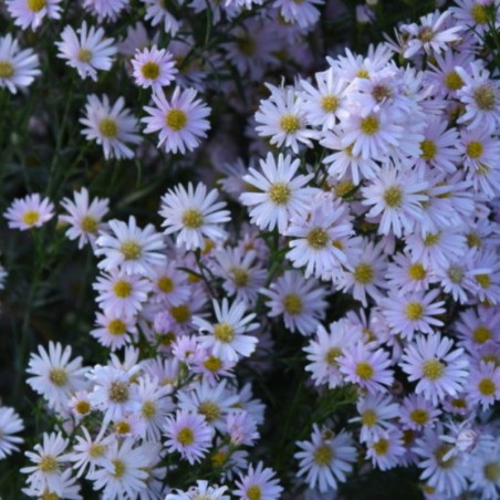 Aster Ericoides Cyrille - Rose