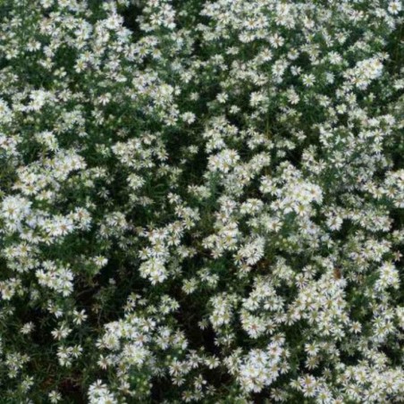 Aster Ericoides Schneetanne - Blanc
